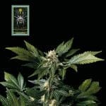 White Widow Feminised Seeds-whitewidow
