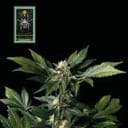 White Widow Feminised Seeds-whitewidow