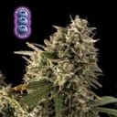 Blueberry Auto Feminised Seeds-auto-blue