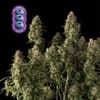 Blueberry Auto Feminized Seeds-auto-blue