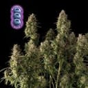 Blueberry Auto Feminised Seeds-auto-blue