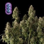 Blueberry Auto Feminized Seeds-auto-blue