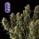 Blueberry Auto Feminised Seeds-auto-blue