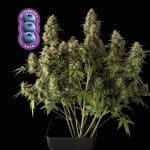 Blueberry Auto Feminized Seeds-auto-blue