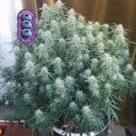 Blueberry Auto феминизирани семена-auto-blue