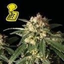 Lemon Auto Feminised Seeds-auto-lemon