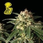 Lemon Auto Feminised Seeds-auto-lemon