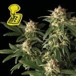 Lemon Auto феминизирани семена-auto-lemon