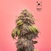 MEPH-CRDLCH-AUTO-FEM