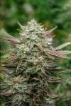 Face Fat Auto Feminisiert Saatgut-ATL-FF-AUTO-FEM