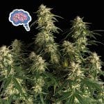 Amnesia Auto Féminisée Semences-auto-amnesia