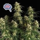 Amnesia Auto Feminised Seeds-auto-amnesia