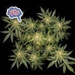 Amnesia Auto Feminised Seeds-auto-amnesia