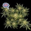 Amnesia Auto Feminized Seeds-auto-amnesia