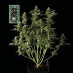 White Widow Auto Féminisée Semences-auto-white-widow