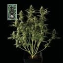 White Widow Auto Feminized Seeds-auto-white-widow