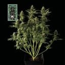 White Widow Auto Feminized Seeds-auto-white-widow