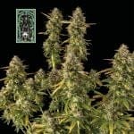White Widow Auto Féminisée Semences-auto-white-widow