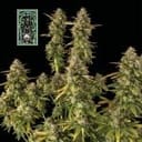 White Widow Auto Feminized Seeds-auto-white-widow