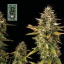 White Widow Auto Feminized Seeds-auto-white-widow