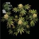 Jack Herer Feminized Seeds-jack-herer-fem