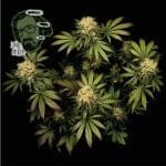 Jack Herer Feminizované Semena-jack-herer-fem