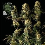 Jack Herer Féminisée Semences-jack-herer-fem