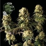 Jack Herer Féminisée Semences-jack-herer-fem