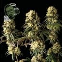 Jack Herer Feminized Seeds-jack-herer-fem
