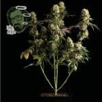 Jack Herer Feminizované Semena-jack-herer-fem