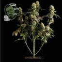 Jack Herer Feminized Seeds-jack-herer-fem
