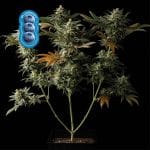 Blueberry Feminised Seeds-blueberry-fem