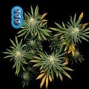 Blueberry Feminized Seeds-blueberry-fem