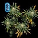 Blueberry Feminised Seeds-blueberry-fem