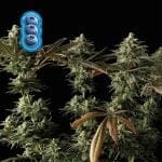 Blueberry Féminisée Semences-blueberry-fem