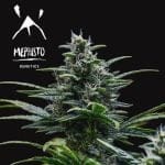 MEPH-SKYWALK-AUTO-Fem