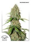 Brooklyn Sunrise Auto Feminized Seeds-dp-autobrooklyn-sunrise