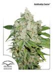 Brooklyn Sunrise Auto Feminized Seeds-dp-autobrooklyn-sunrise