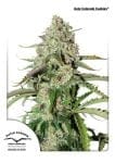 Colorado Cookies Auto Feminisiert Samen-dp-auto-colorado-cookies