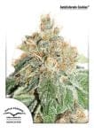 Colorado Cookies Auto Feminisiert Samen-dp-auto-colorado-cookies