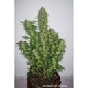 Daiquiri Lime Auto Feminized Seeds-dp-auto-daiquiri-lime