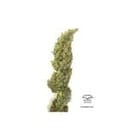 Daiquiri Lime Auto Feminized Seeds-dp-auto-daiquiri-lime