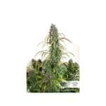 Daiquiri Lime Auto Feminiserad Frön-dp-auto-daiquiri-lime