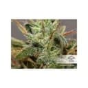 Daiquiri Lime Auto Feminized Seeds-dp-auto-daiquiri-lime