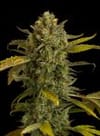 DINA-BLUE-KUSH-AUTO