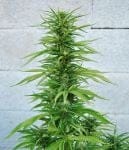 Outdoor Grapefruit Feminised Seeds-female-outdoorgrapefruit