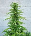 Outdoor Grapefruit Feminised Seeds-female-outdoorgrapefruit