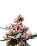 Blueberry Feminised Seeds - 5-NV-BLUB