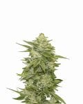 GG-48 Feminised Seeds - 5-NV-GG48