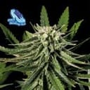 C99 x Blueberry Fast Feminized Seeds-SMAN-C99BB-FAST-FEM